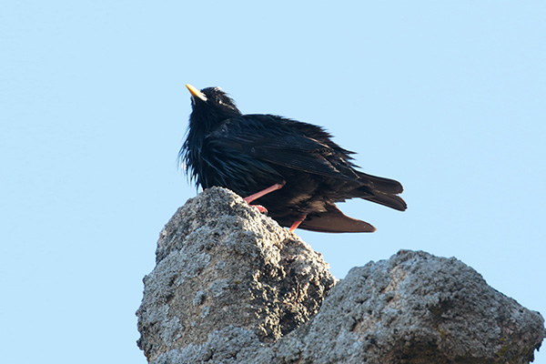 Santa Cruz de la Sierra - Zwarte spreeuw